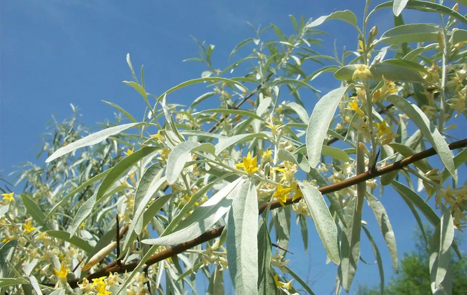 Elaeagnus angustifolia Detail (3).JPG