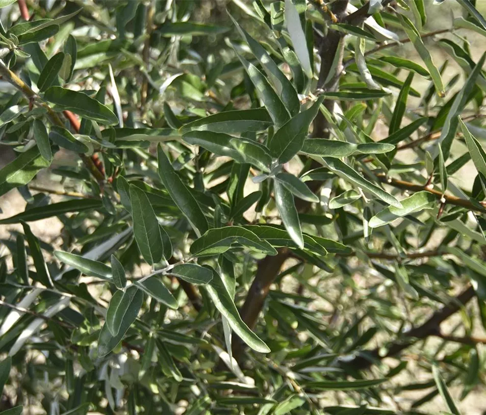 Elaeagnus angustifolia Detail (9).JPG