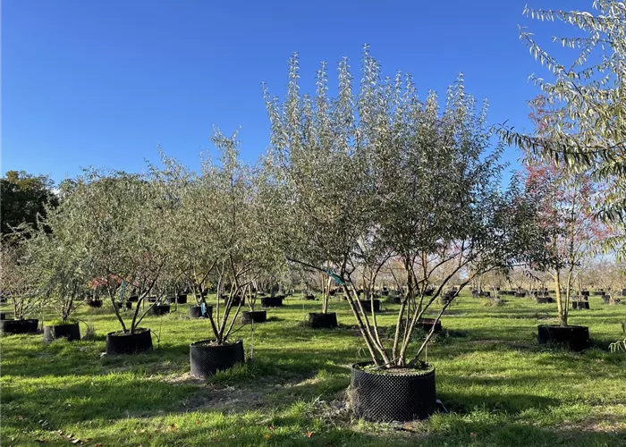 Pflanze des Monats November 2025: Schmalblättrige Ölweide (Elaeagnus angustifolia)