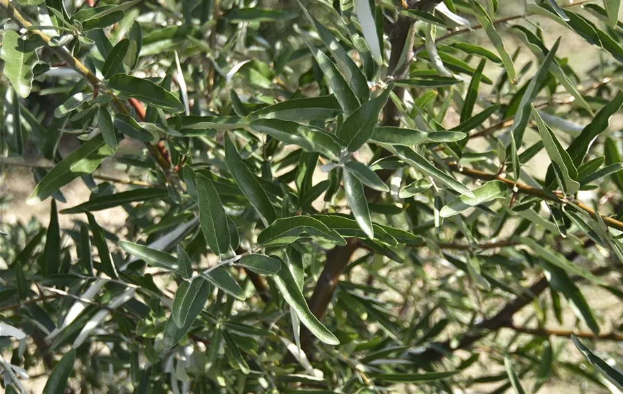 Elaeagnus angustifolia Detail (9).JPG