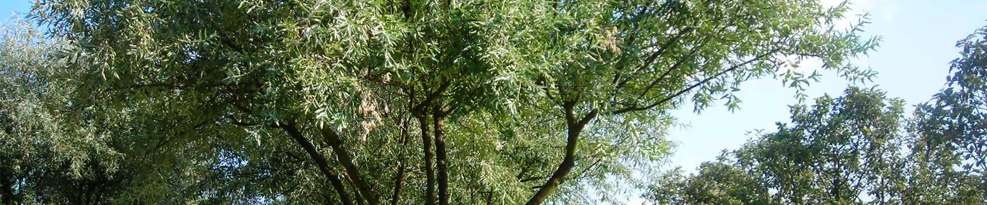 Elaeagnus angustifolia Schirm (1).JPG