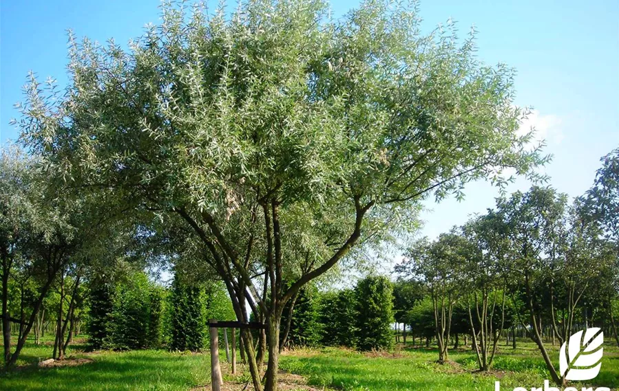 Elaeagnus angustifolia Schirm (1).JPG