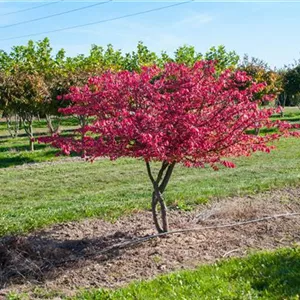 Euonymus alatus Euonymus alatus