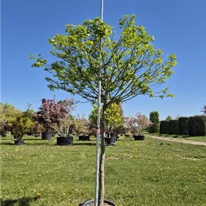 Euonymus alatus 'Compactus' Euonymus alatus 'Compactus'