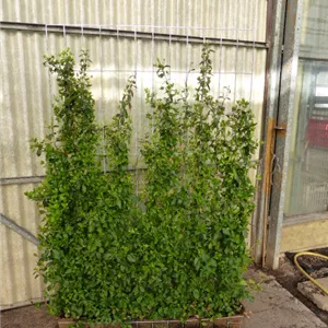 Euonymus fortunei 'Coloratus'