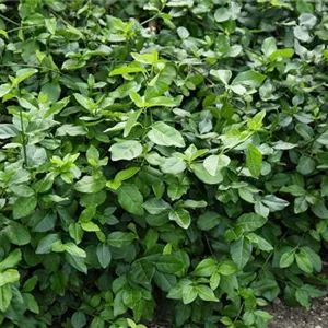 Euonymus fortunei 'Dart's Blanket'