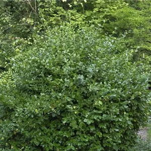 Euonymus fortunei 'Vegetus' Euonymus fortunei 'Vegetus'