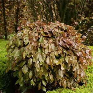 Fagus sylvatica 'Purpurea Pendula'