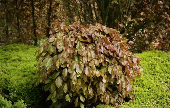Fagus sylvatica 'Purpurea Pendula' Fagus sylvatica 'Purpurea Pendula'
