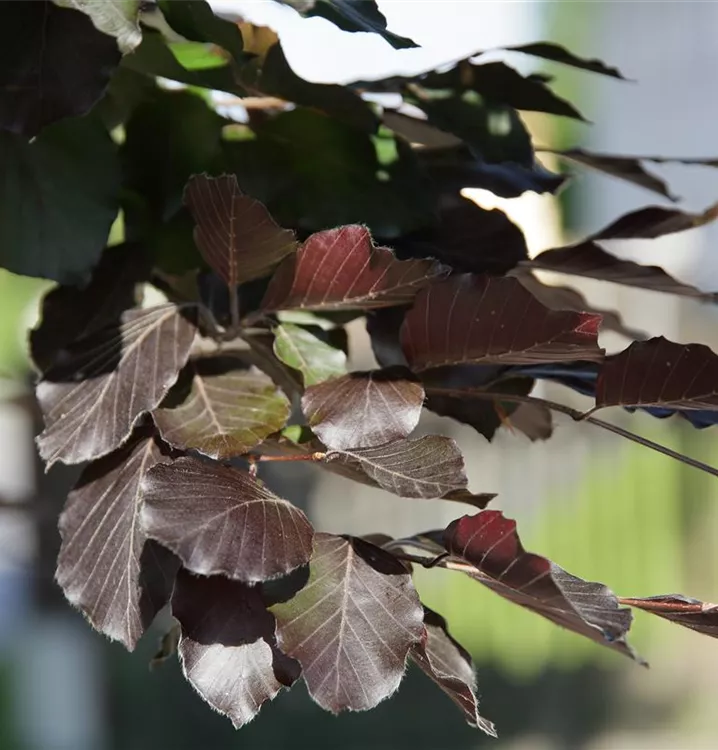 Fagus sylvatica 'Swat Magret'