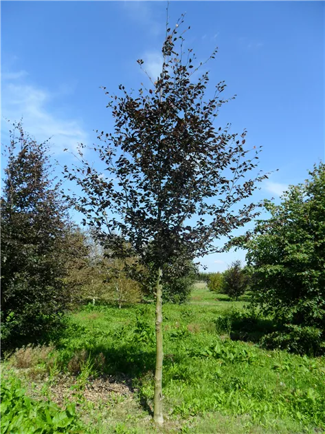 Fagus sylvatica 'Swat Magret'