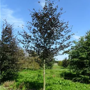 Fagus sylvatica 'Swat Magret' Fagus sylvatica 'Swat Magret'