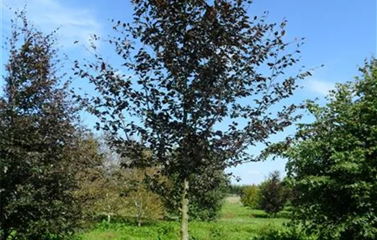 Fagus sylvatica 'Swat Magret'