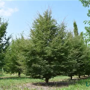Fagus sylvatica 'Asplenifolia'