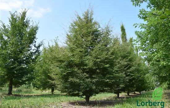 Fagus sylvatica 'Asplenifolia'