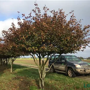 Fagus sylvatica 'Atropunicea' Fagus sylvatica 'Atropunicea'