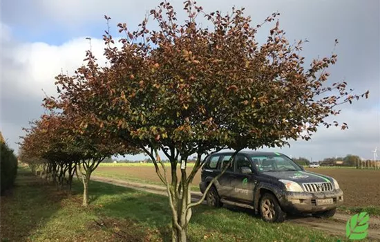Fagus sylvatica 'Atropunicea'