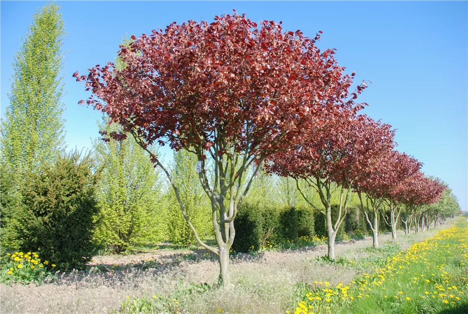 Fagus sylvatica 'Purpurea'