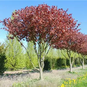 Fagus sylvatica purpurea Fagus sylvatica purpurea