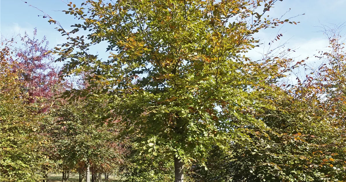 goldfruchtpalme günstig kaufen Goldfruchtpalme kaufen | Areca lutescens