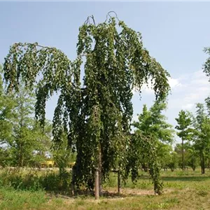 Fagus sylvatica 'Pendula'