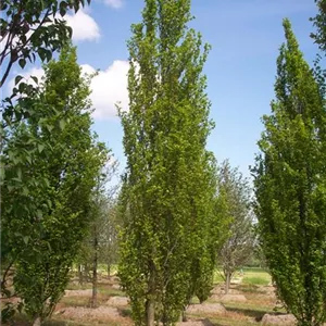 Fagus sylvatica 'Dawyck'