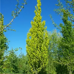 Fagus sylvatica 'Dawyck Gold'