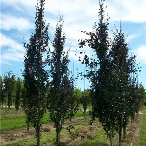 Fagus sylvatica 'Dawyck Purple'