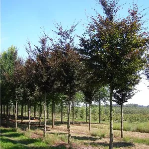 Fagus sylvatica 'Purpurea Latifolia' Fagus sylvatica 'Purpurea Latifolia'