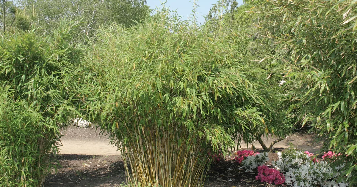 gummibaum blatt gelb Ficus elastica main image 0