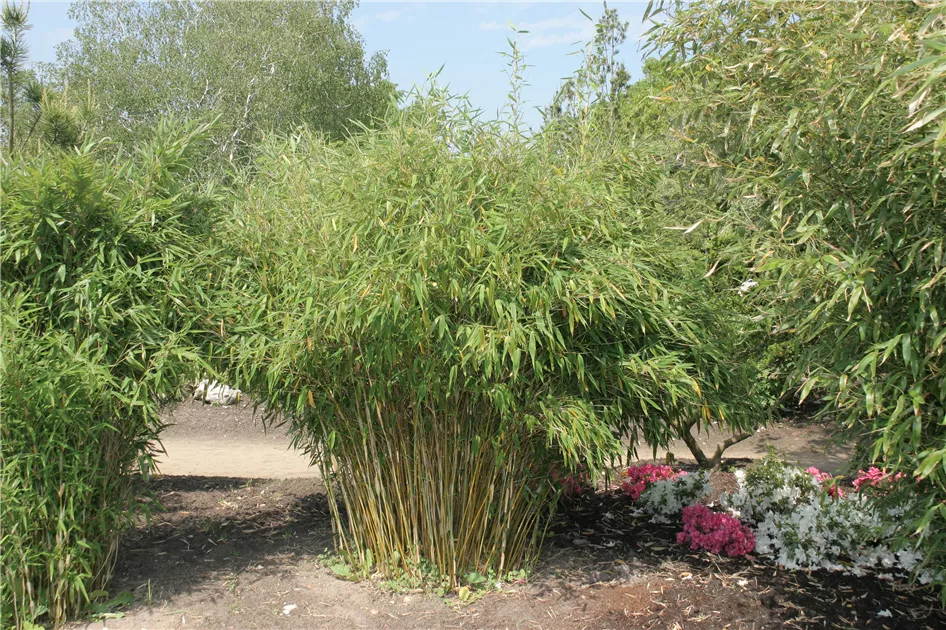 Fargesia murielae 'Jumbo'