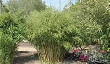 Fargesia murielae 'Jumbo'