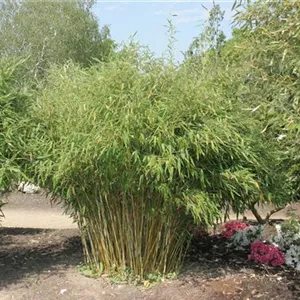 Fargesia murielae 'Jumbo' Fargesia murielae 'Jumbo'