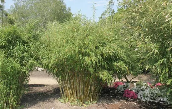 Fargesia murielae 'Jumbo'