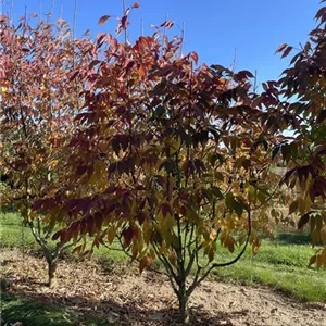Fraxinus americana 'Autumn Purple' Fraxinus americana 'Autumn Purple'