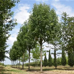 Fraxinus americana 'Skyline' Fraxinus americana 'Skyline'