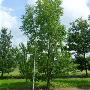 Fraxinus excelsior Fraxinus excelsior