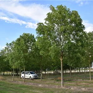 Fraxinus excelsior 'Altena'
