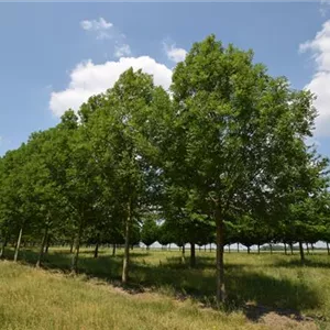 Fraxinus excelsior 'Westhof´s Glorie' Fraxinus excelsior 'Westhof´s Glorie'