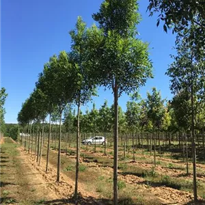 Fraxinus ornus Fraxinus ornus