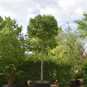 Fraxinus ornus 'Mecsek' Fraxinus ornus 'Mecsek'