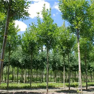 Fraxinus pennsylvanica 'Summit' Fraxinus pennsylvanica 'Summit'