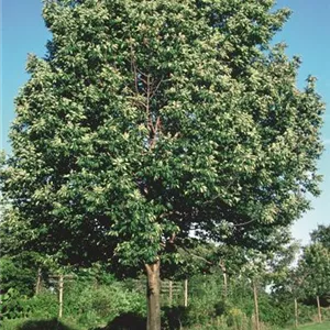 Fraxinus pennsylvanica 'Patmore'