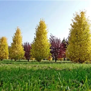 Ginkgo biloba 'Fastigiata Blagon' -R- Ginkgo biloba 'Fastigiata Blagon' -R-