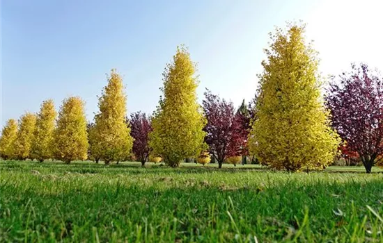 Ginkgo biloba 'Fastigiata Blagon'®