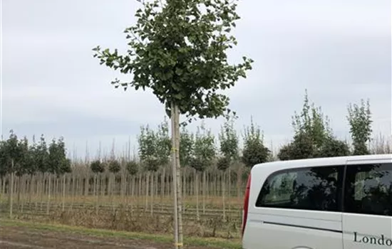 Ginkgo biloba 'Princeton Sentry'