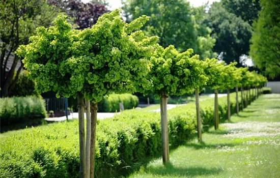 Ginkgo biloba 'Mariken'