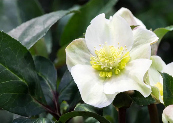 Don't miss out on flowering plants even in winter!
