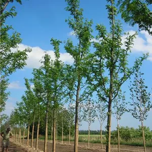 Gleditsia triacanthos