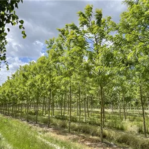 Gleditsia triacanthos 'Skyline' Gleditsia triacanthos 'Skyline'